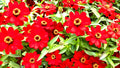 Meteor Zinnia Seed Mix - 100+ Non-GMO Flower Seeds for Vibrant Garden Blooms - Zinnia elegans