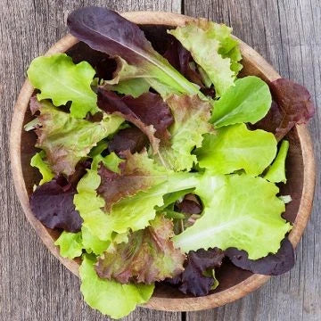Gourmet Mix Lettuce Seeds - 1000+ Non-GMO Heirloom Vegetable Seeds for Home Gardens, Container & Raised Bed Planting, Lactuca sativa