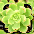 Sedum Adolphii Lime Gold Succulent Plants - 3" Diameter, Drought-Tolerant, Low Maintenance, Indoor & Outdoor Greenery