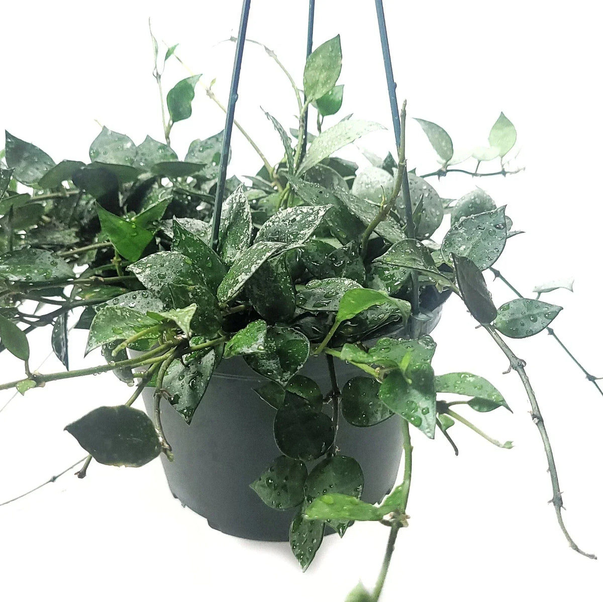 Hoya Krohniana Eskimo House Plant in 6-Inch Pot, Variegated Foliage, Easy Care Indoor Plant, Climbing or Trailing Vine