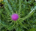 Organic Milk Thistle Seeds, Silybum marianum, Medicinal Herb, Herbal Remedy, Non-GMO, 30+ Seeds