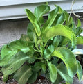 Live Kalanchoe Mother of Thousands Plants - 4 Bare Root Kalanchoe daigremontiana