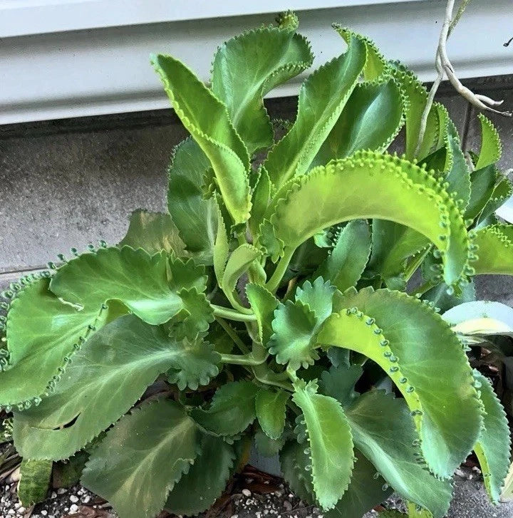 Live Kalanchoe Mother of Thousands Plants - 4 Bare Root Kalanchoe daigremontiana