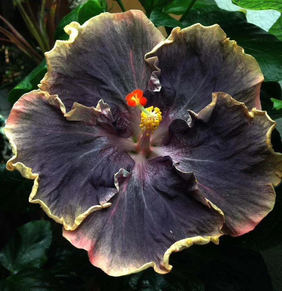 Yellow Black Hibiscus Seeds - Perennial Exotic Flower Seeds - Hibiscus rosa-sinensis - 20 Pack