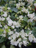 Bougainvillea Starter Plant - Sunstone White - Live Plug Plant for Garden, Container, or Hanging Basket - Bougainvillea glabra