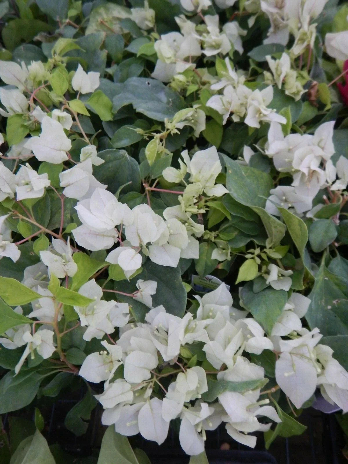 Bougainvillea Starter Plant - Sunstone White - Live Plug Plant for Garden, Container, or Hanging Basket - Bougainvillea glabra