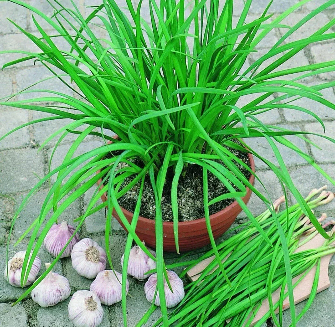 50 Garlic Chive Seeds - Organic Non-GMO Perennial Herb for Culinary Gardens - Allium tuberosum