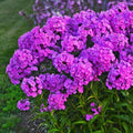 Flamingo Phlox Seeds – 100+ Count, Early Blooming, Pink & Coral, Phlox paniculata, Garden Flower Seeds for Borders & Containers