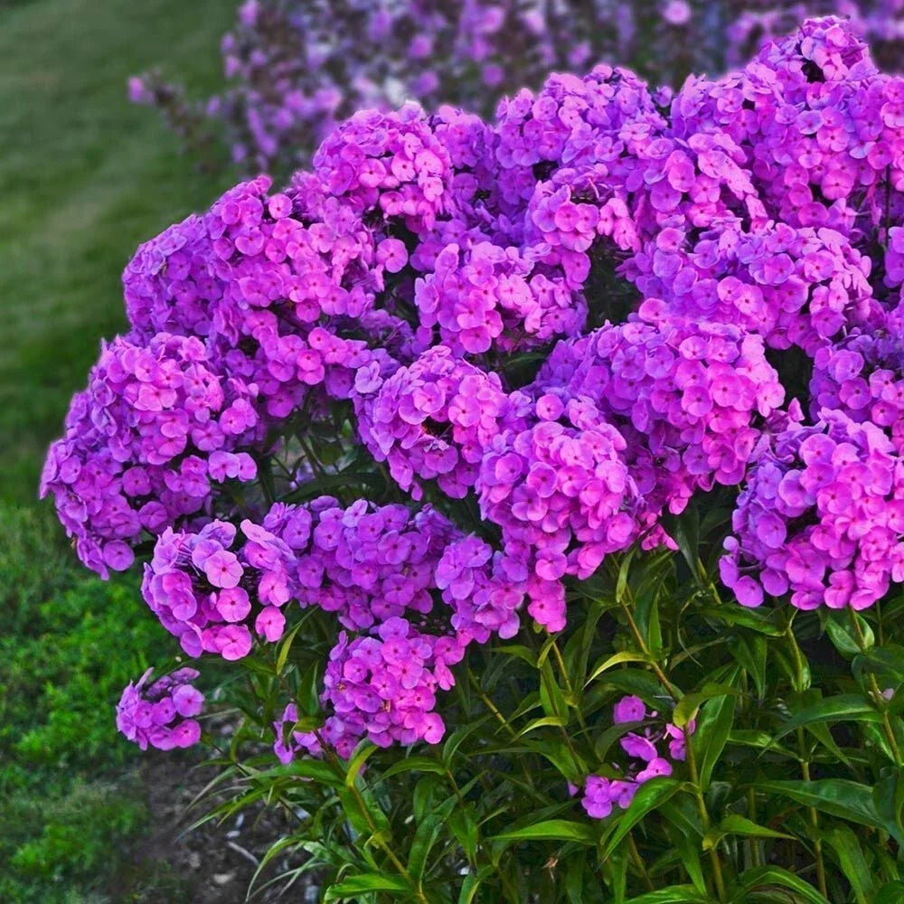 Flamingo Phlox Seeds – 100+ Count, Early Blooming, Pink & Coral, Phlox paniculata, Garden Flower Seeds for Borders & Containers