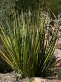 Giant Swordflower Seeds, Hesperaloe funifera, White and Yellow Flowers, Drought-Tolerant Garden Planting, 35 Seeds