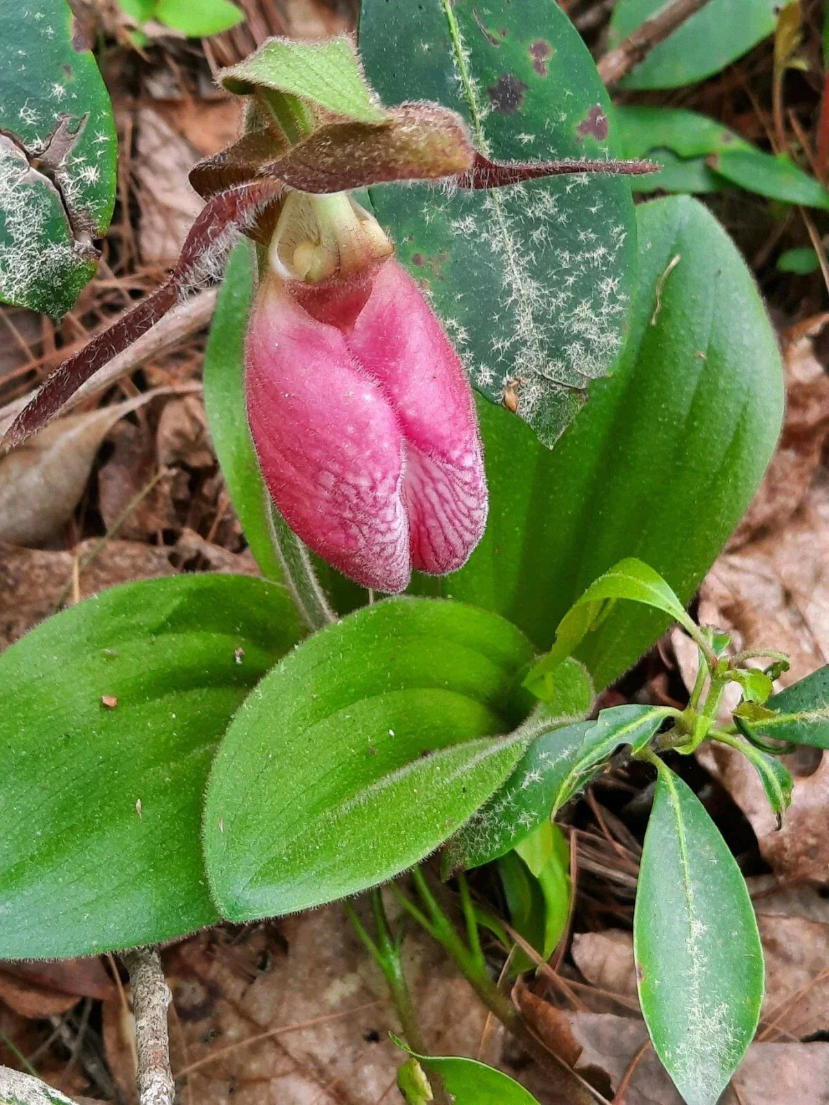 Pink Lady's Slipper Bare Root Plants - Cypripedium Acaule, Native Orchid, Shaded Garden, Perennial, 12-18 Inches