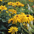 Black Eyed Susan Seeds - Double Golden Gloriosa - Rudbeckia hirta - Non-GMO, Heirloom, 200 Pack