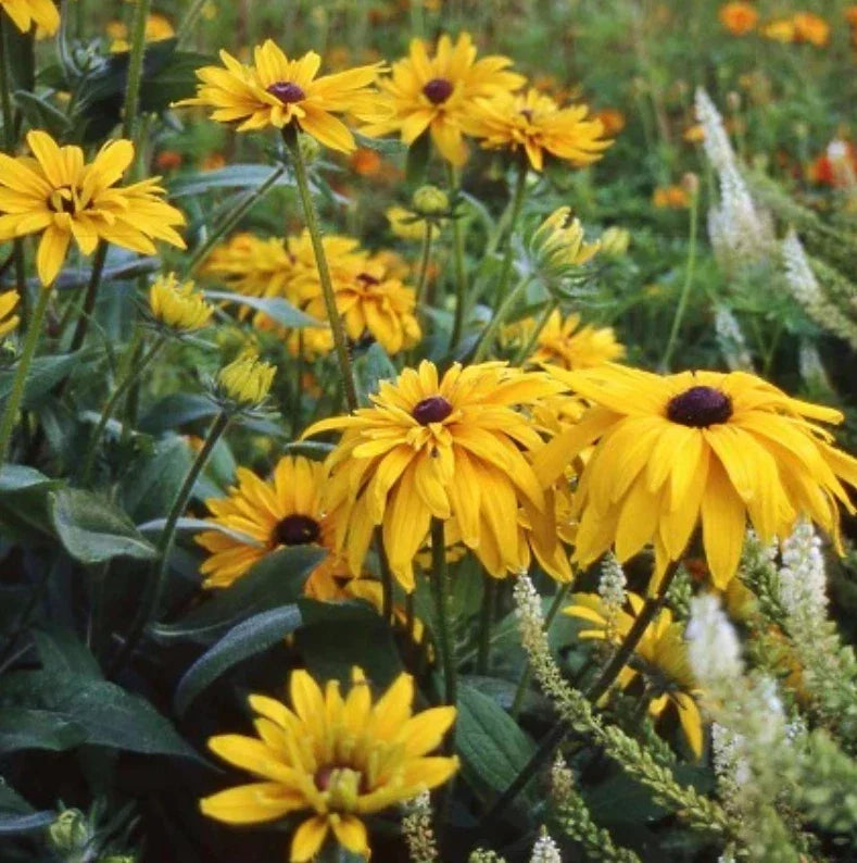 Black Eyed Susan Seeds - Double Golden Gloriosa - Rudbeckia hirta - Non-GMO, Heirloom, 200 Pack