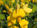Crotalaria Spectabilis Seeds - 20 Bright Yellow Showy Rattlebox Wildflower Seeds