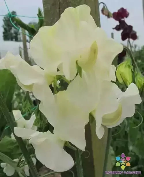 Castle of Mey Sweet Pea Seeds - 50+ Fragrant Flower Seeds for Garden Climbing Vine Lathyrus odoratus