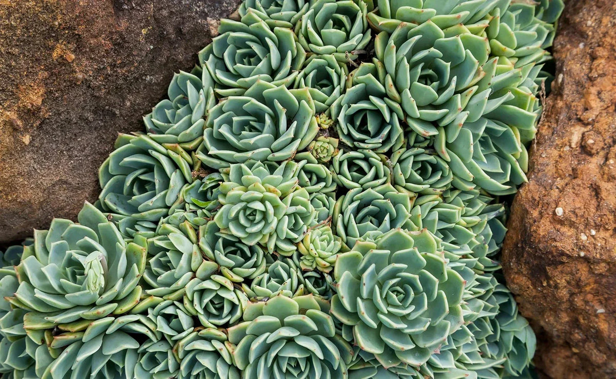 Hen's and Baby's Succulent Seeds - 200 Seeds, Echeveria spp., Easy to Grow, Indoor & Outdoor Garden Planting