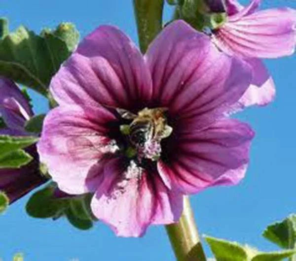 Rose Mallow Seeds 100 Count Hibiscus moscheutos Perennial Bright Rose Flowers for Garden, Borders, Containers
