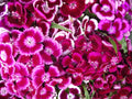 Sweet William Flower Seeds 1,000+ Count Single Mix Dianthus barbatus Old-Fashioned Garden Seeds