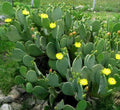 3 SpineLess Prickly Pear Cactus Pads - Edible Nopales - Opuntia Cacanapa Elisiana - Drought-Tolerant Succulent Plant