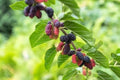 Dwarf Everbearing Mulberry Plant 4" Pot Morus alba Fast-Growing Fruit Tree for Wildlife & Edible Fruit