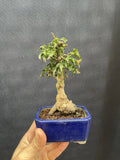 Shishigashira Japanese Maple Mame Bonsai Tree - Acer palmatum, Indoor Potted Miniature Green Leaves