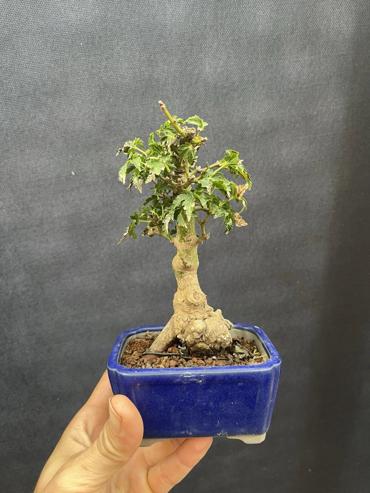 Shishigashira Japanese Maple Mame Bonsai Tree - Acer palmatum, Indoor Potted Miniature Green Leaves