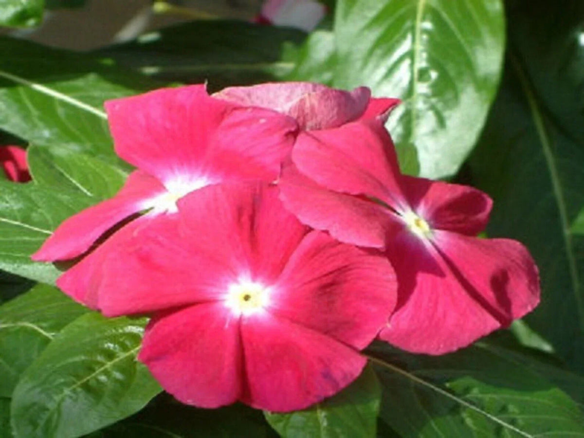 Vinca Seeds 5000 Count Sunsplash Cherry Catharanthus roseus Vibrant Flowering Plants, Low Maintenance, Drought Tolerant