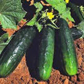 Heirloom Straight Eight Cucumber Seeds – Non-GMO, Long, Straight Cucumis sativus, Pack of 50+ for Home Garden and Container Growing