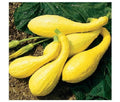 Early Crookneck Summer Squash Seeds – Heirloom Golden Yellow Cucurbita pepo, 20 Pack, Fast-Growing, Creamy Flavor, 55 Days Harvest