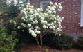 Chinese Snowball Seeds - 40 Pack Viburnum ichangense Flowering Shrub for Garden, Ornamental, Fast Growing