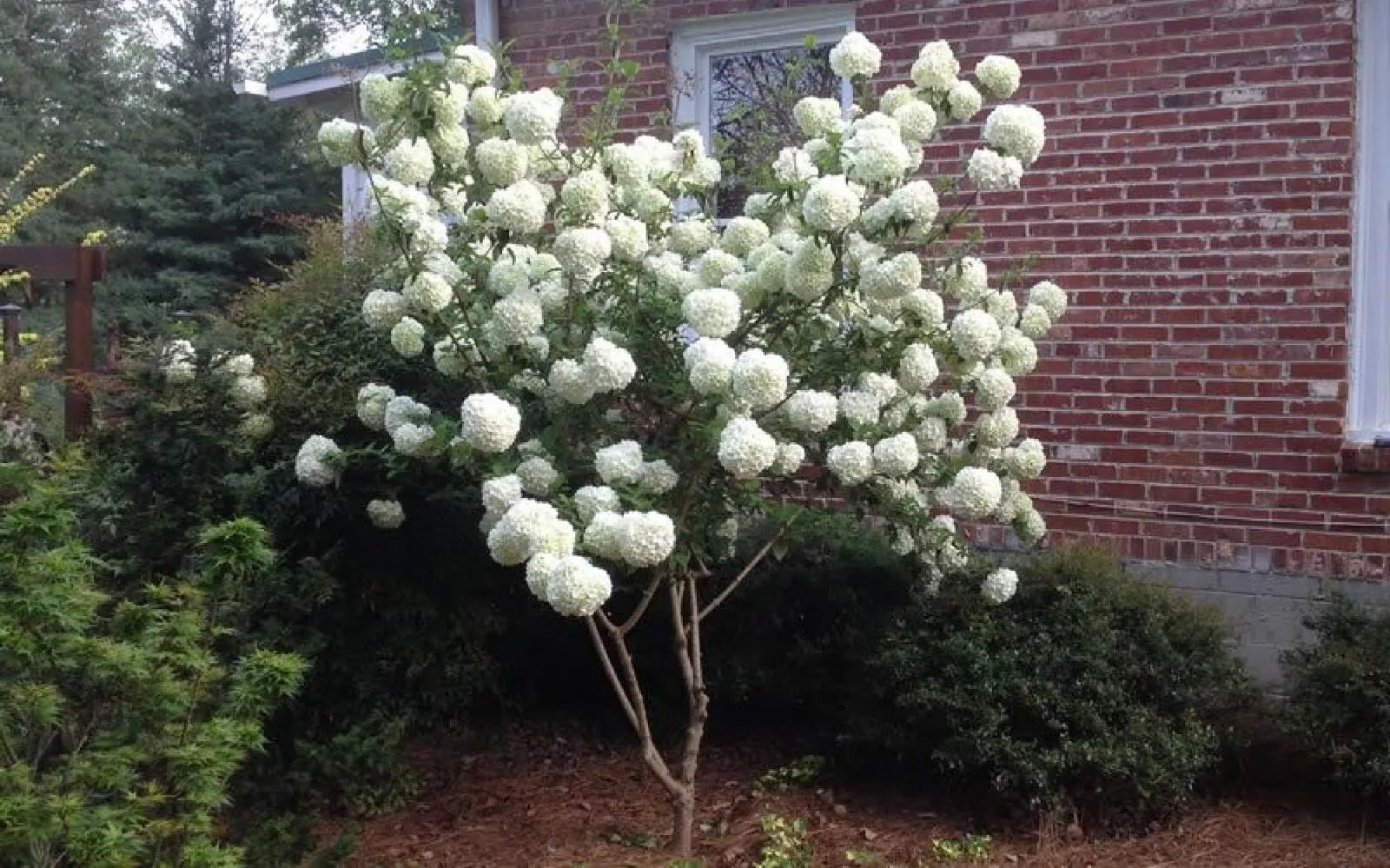 Chinese Snowball Seeds - 40 Pack Viburnum ichangense Flowering Shrub for Garden, Ornamental, Fast Growing