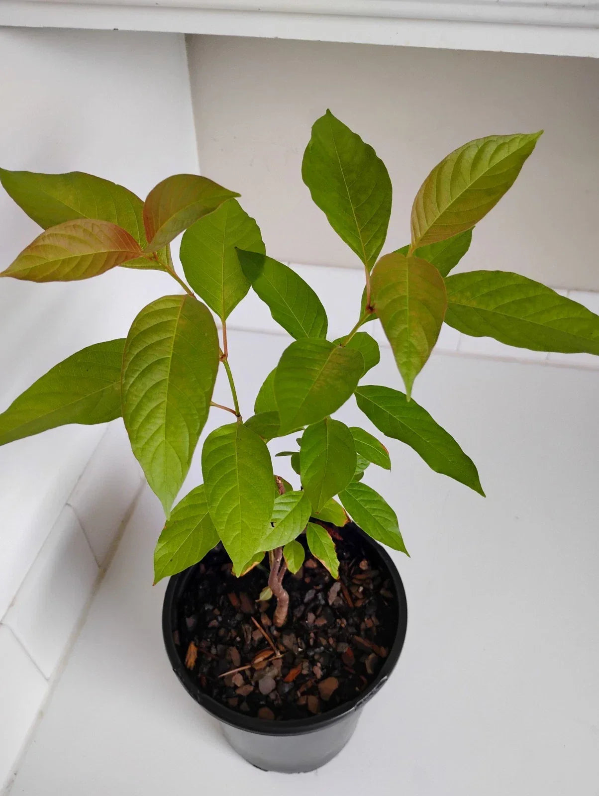 Buttonbush Live Plant in 1-Gallon Pot, Cephalanthus occidentalis, Wetland Shrub for Gardens & Landscaping