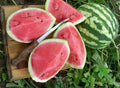 Crimson Sweet Watermelon Seeds - Organic Heirloom Citrullus lanatus - 50 Pack for Home Garden & Small Farms