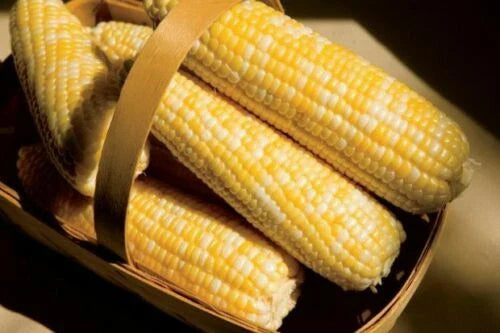 Sweet Corn Seeds Catalyst XR Variety, Zea mays, Non-GMO, Fresh Pack for Gardening & Cooking