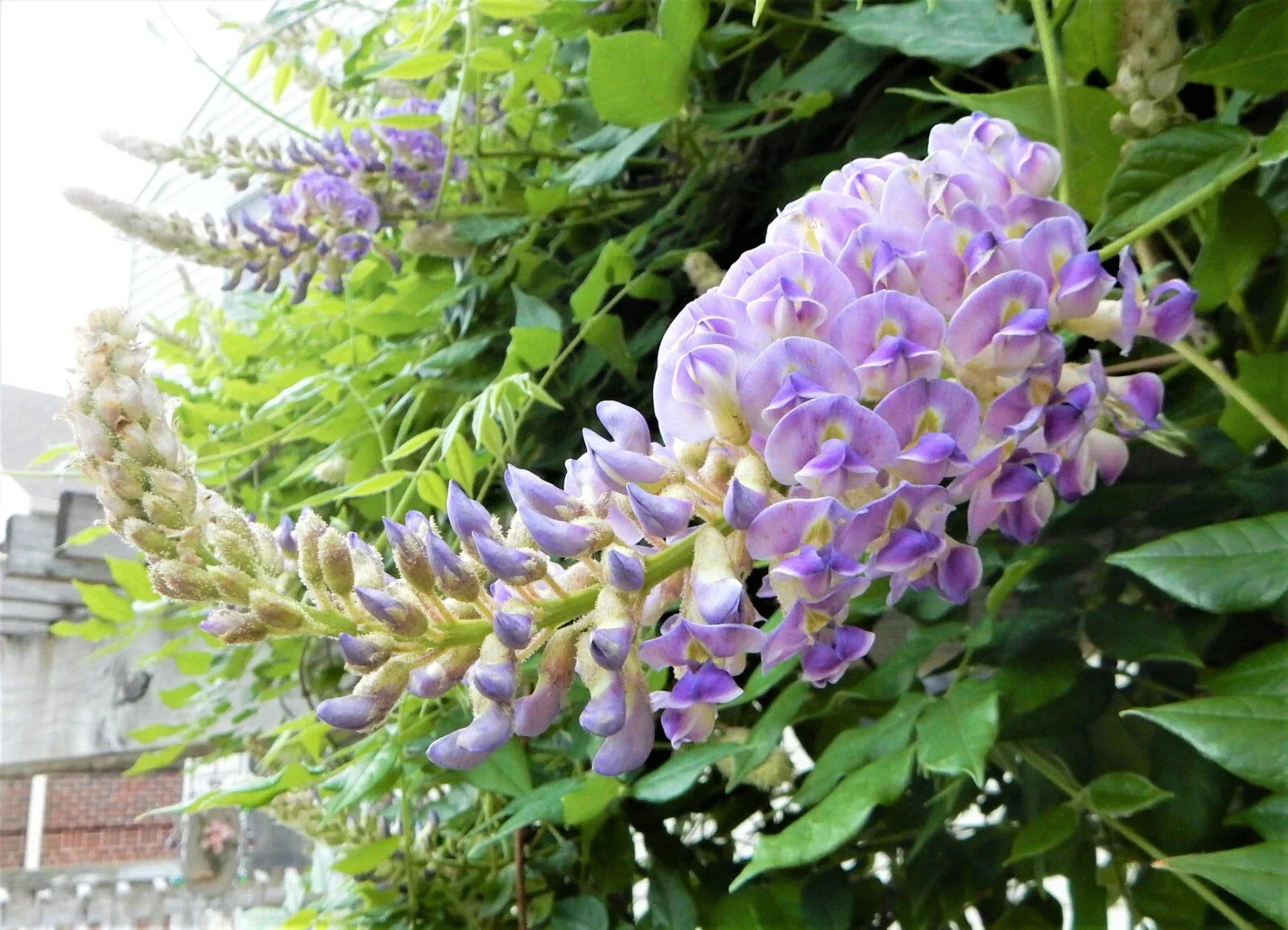 Wisteria Plant 6-10 Inches Blue Moon Variety - Wisteria Macrostachya "Blue Moon" Live Climbing Vine