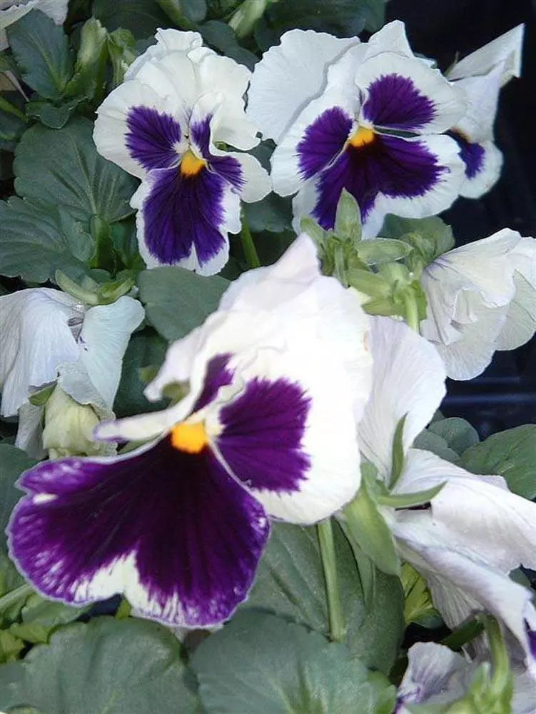 Pansy Seeds 50 Count Delta Premium White with Blotch Viola tricolor var. hortensis Garden Flower Seeds