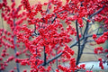 Winterberry Bush Seeds - 50 Count Ilex verticillata Deciduous Shrubs for Winter Garden, Bird Attracting, Moist Soil