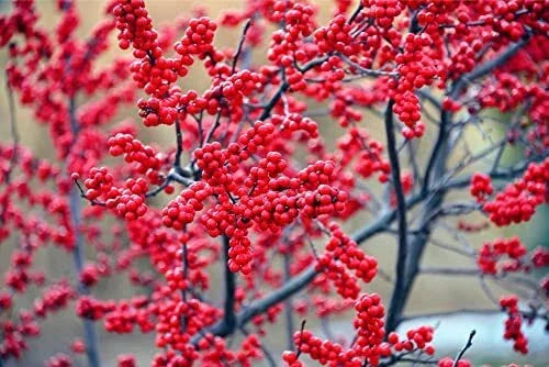Winterberry Bush Seeds - 50 Count Ilex verticillata Deciduous Shrubs for Winter Garden, Bird Attracting, Moist Soil