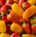 Hot Pepper Seeds - Sante Fe Grande, Non-GMO, 50 Pack, Medium Heat 5,000 Scoville Units, Capsicum annuum, Gardening & Culinary