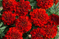 French Fireball Marigold Seeds – Vibrant Orange & Yellow Flowers – Tagetes patula – Annual Garden Planting Pack