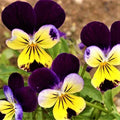 Johnny Jump Up Seeds - 200+ Non-GMO Viola tricolor Flower Seeds for Gardens & Containers