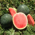 Belmont Watermelon Seeds - 50+ Pack, Citrullus lanatus, Non-GMO, USA Grown, Juicy, Vining, Backyard Garden Planting