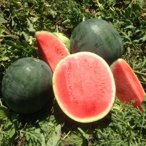 Belmont Watermelon Seeds - 50+ Pack, Citrullus lanatus, Non-GMO, USA Grown, Juicy, Vining, Backyard Garden Planting