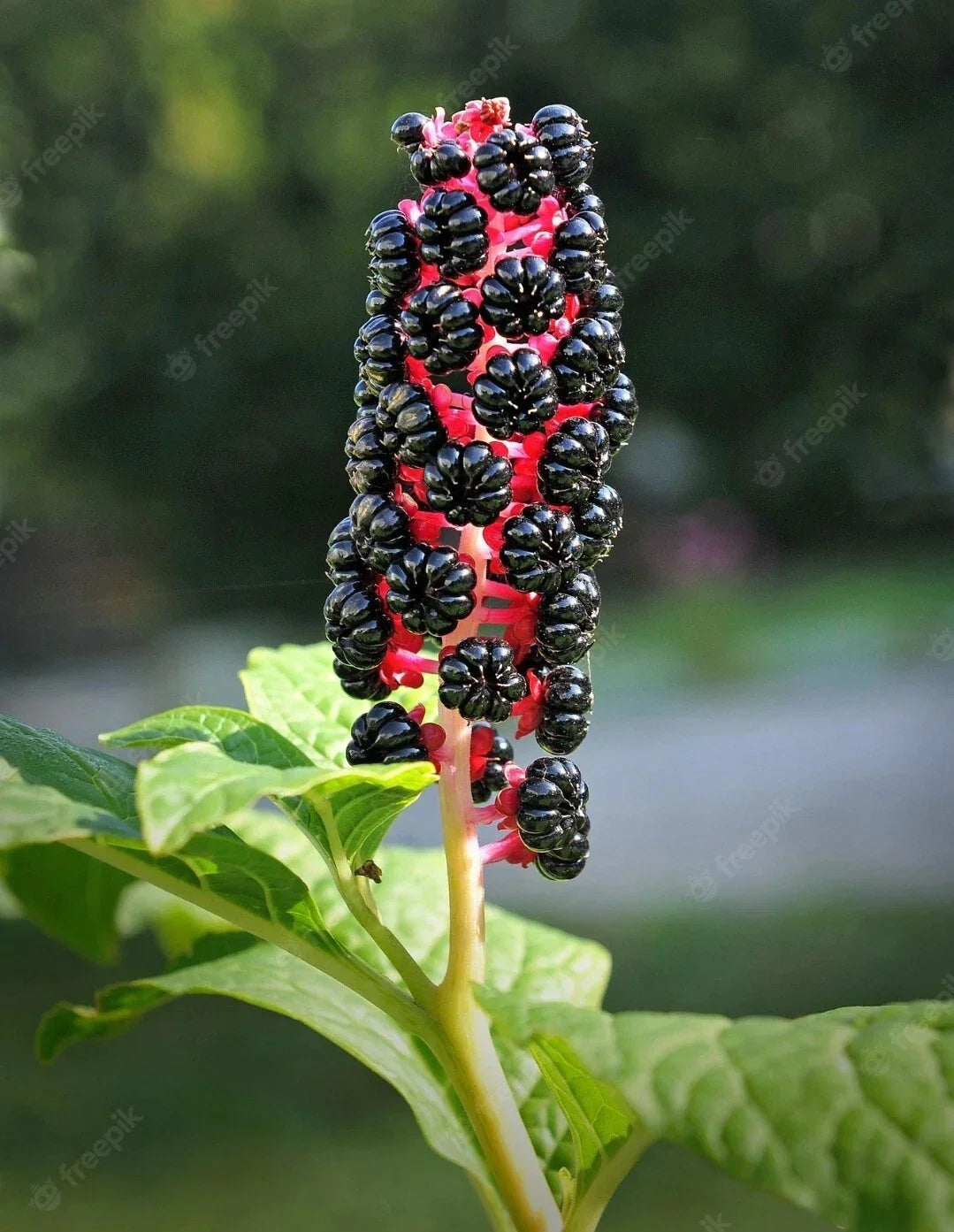 Whole American Pokeweed Berries - 25 Air-Dried Phytolacca americana for Crafts, Decor, Herbal Use