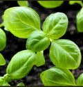 Genovese Basil Seeds, Non-GMO Heirloom, Culinary Herb, Ocimum basilicum, Indoor & Outdoor Gardening
