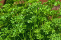 Triple Moss Curled Parsley Seeds, 150-2000 Pack, Curly Herb for Garnish, Cold Hardy Petroselinum crispum