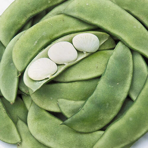 Bean Seeds 20 Pack Henderson Dwarf Baby Lima Non-GMO Vegetable Seeds for Home Garden, Bush, Phaseolus lunatus