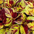 Coleus Seeds - 25+ Fairway Mosaic Variety for Garden Planting - Solenostemon scutellarioides