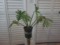 XL Mature Philodendron Radiatum Plant in 6.5" Pot, Tropical Indoor Houseplant, Easy Care, Green Foliage, Air Purifying