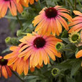 50 Sherbert Coneflower Seeds | Echinacea purpurea Perennial Flowers for Garden, Pollinator Attracting, Vibrant Blooms
